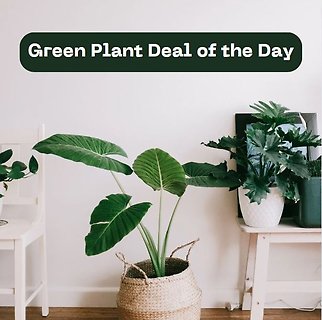 Green Plant Deal of the Day