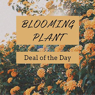 Blooming Plant - Deal of the Day